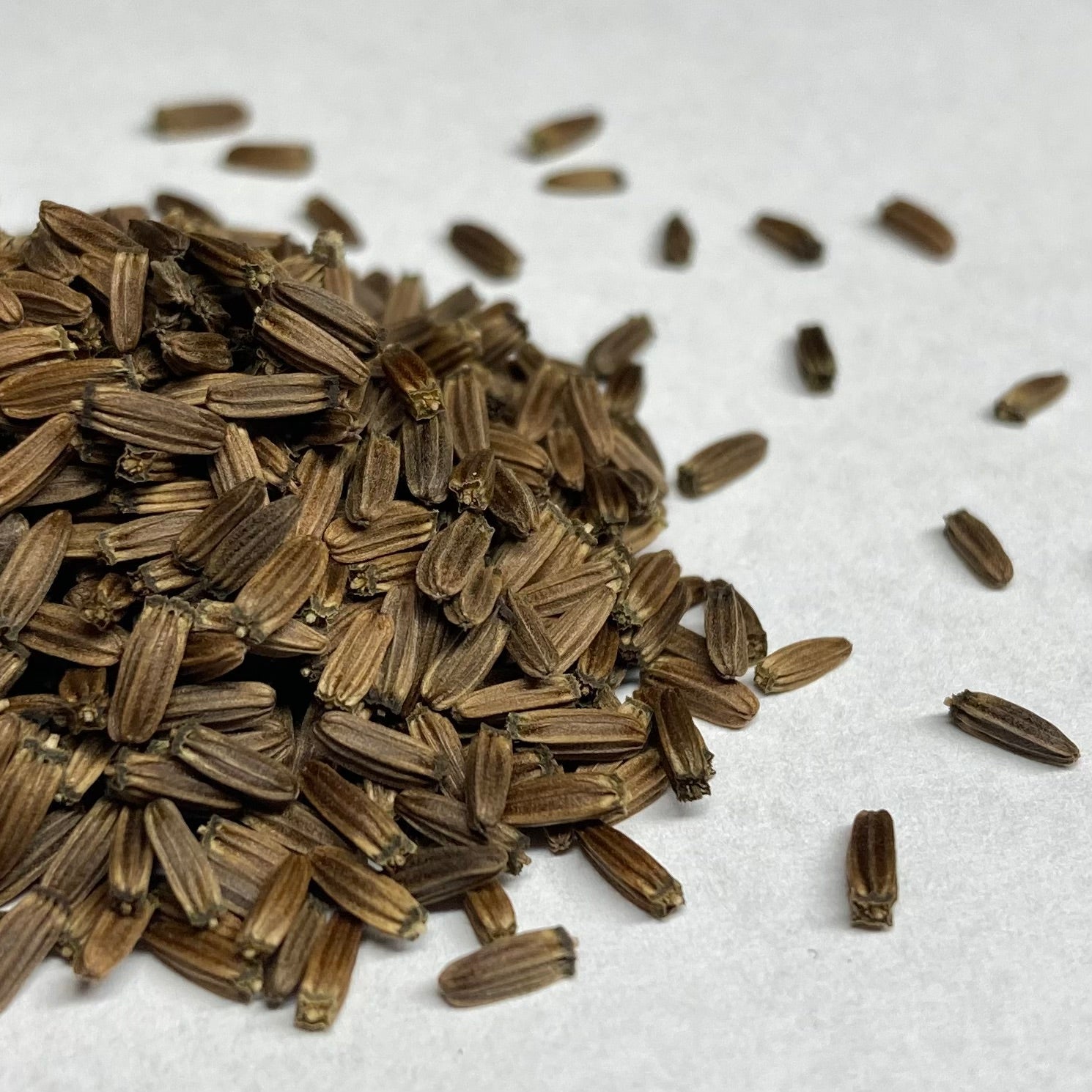 teasel plant seeds Teasel, Common (Dipsacus fullonum) – Mother Earth News
