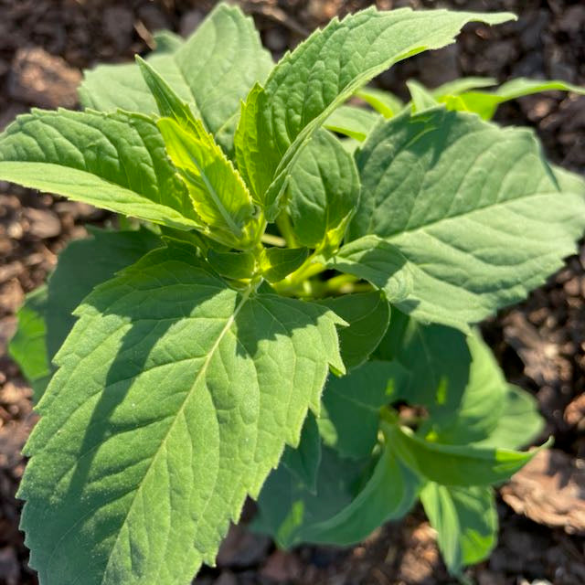 Bee Balm (Wild Bergamot)