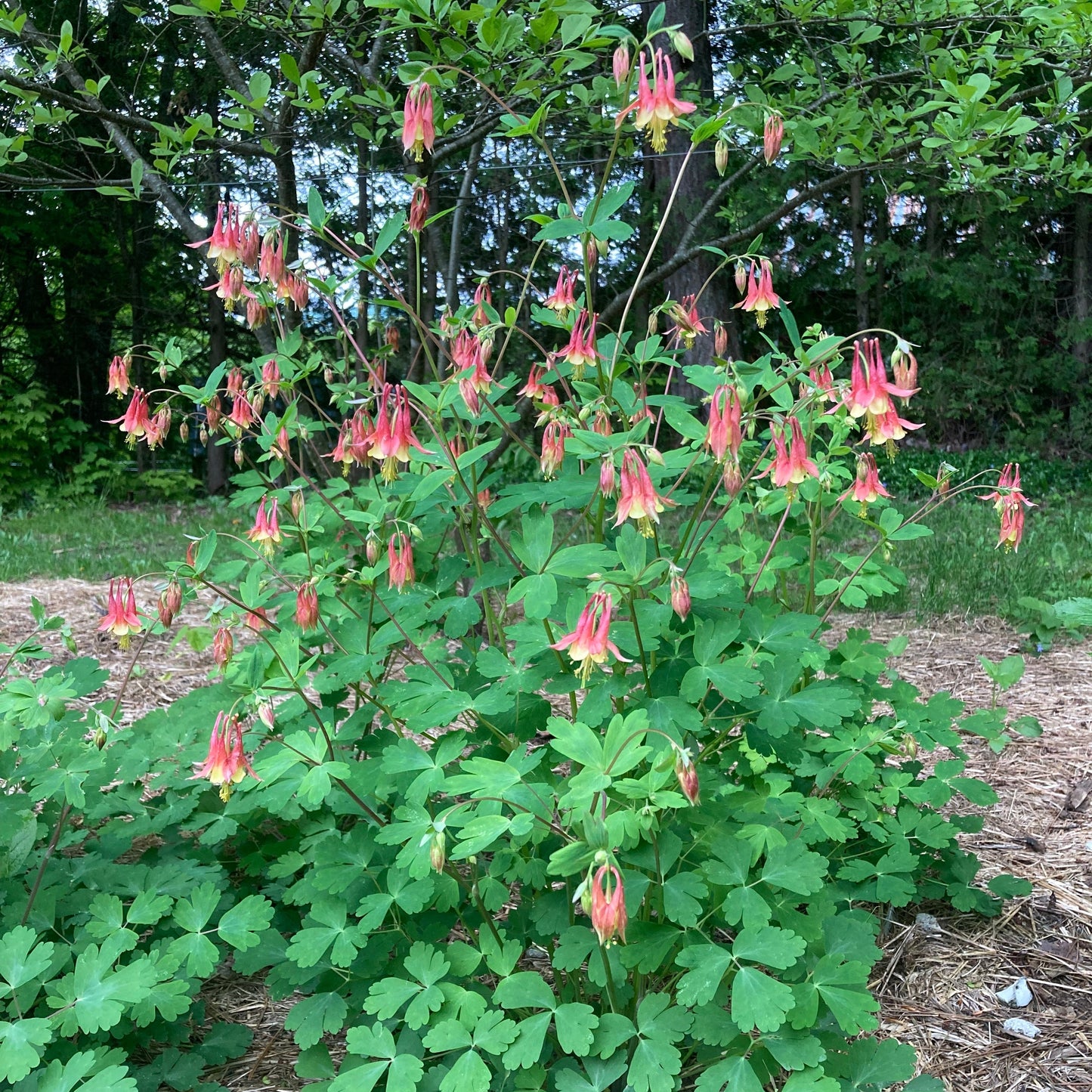 Columbine, Eastern Red (Aquilegia canadensis)