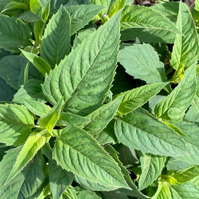 Bee Balm (Wild Bergamot)