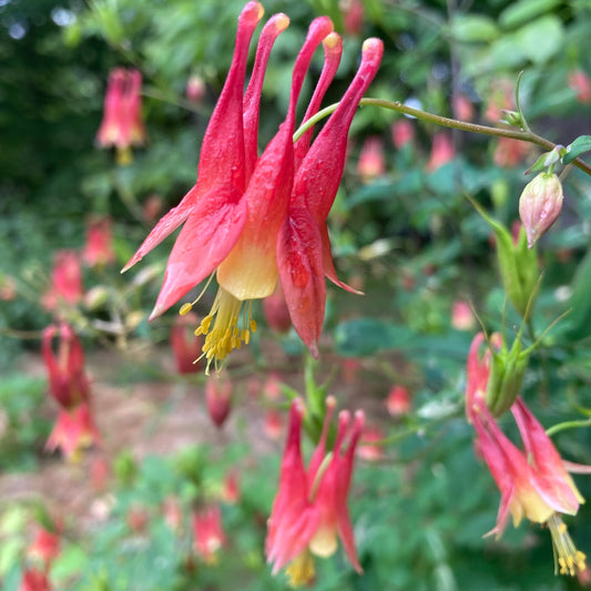 Columbine, Eastern Red (Aquilegia canadensis)