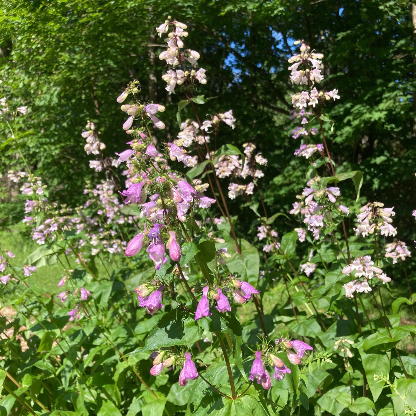 *Pollinator Garden Collection* ("Love Thy Pollineighbor")