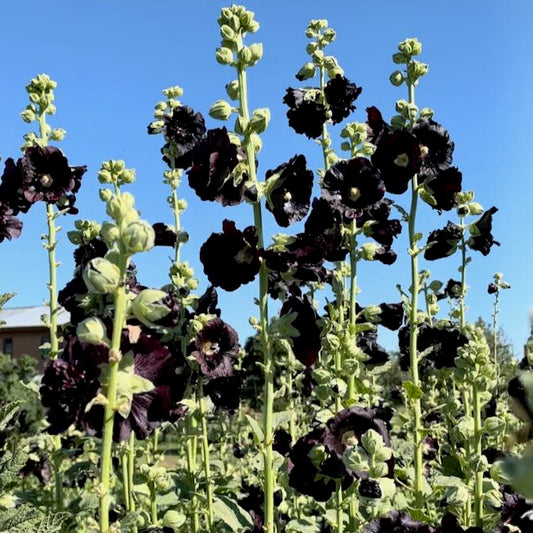 Jet Black Hollyhock