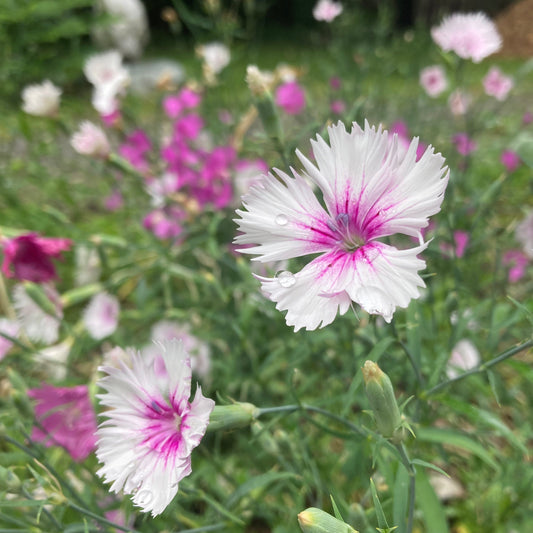 Dianthus, Mix (Dianthus caryophyllus)