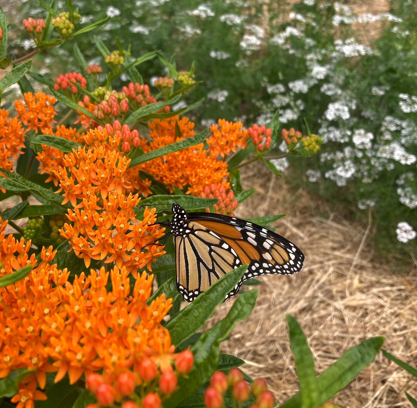 *Pollinator Garden Collection* ("Love Thy Pollineighbor")