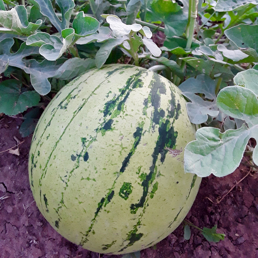 Diné Origin Sweet Storage Watermelon – Mother Earth News