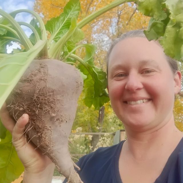 German Lutz Beets (Winterkeeper Beets)