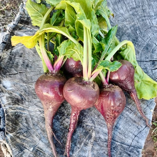 German Lutz Beets (Winterkeeper Beets)