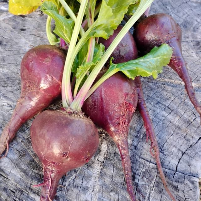 German Lutz Beets (Winterkeeper Beets)