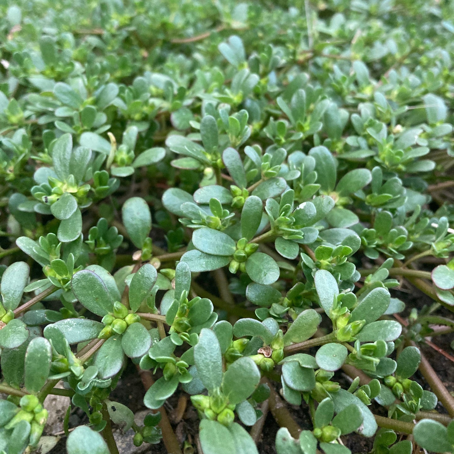 Purslane, Common (Portulaca oleracea)