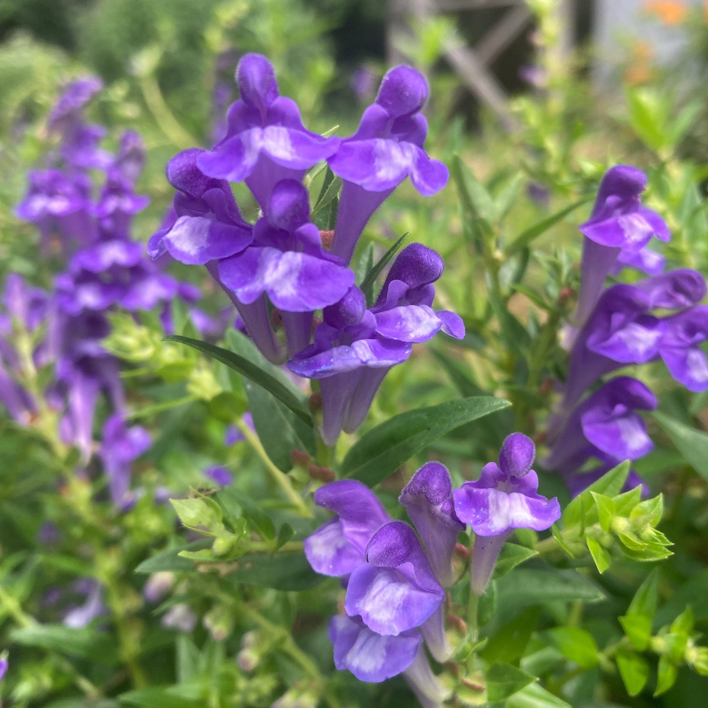 Skullcap, Baical (Scutellaria baicalensis)