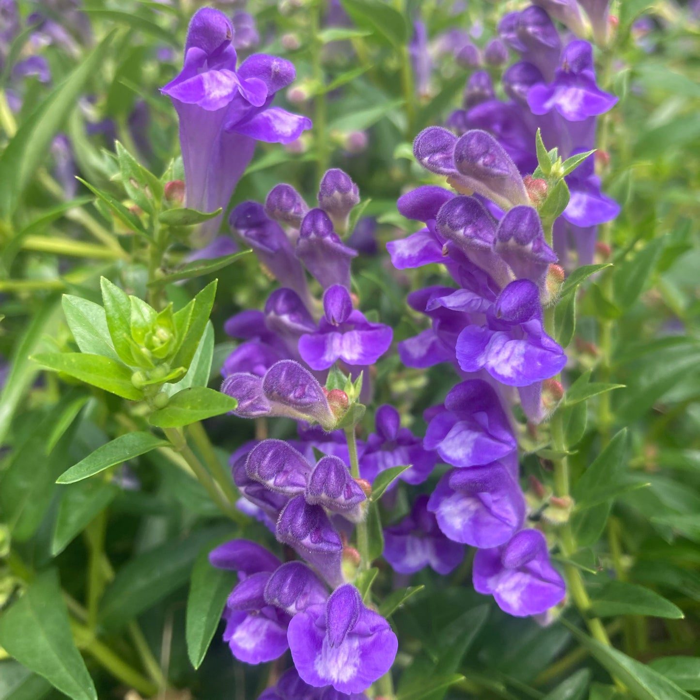 Skullcap, Baical (Scutellaria baicalensis)