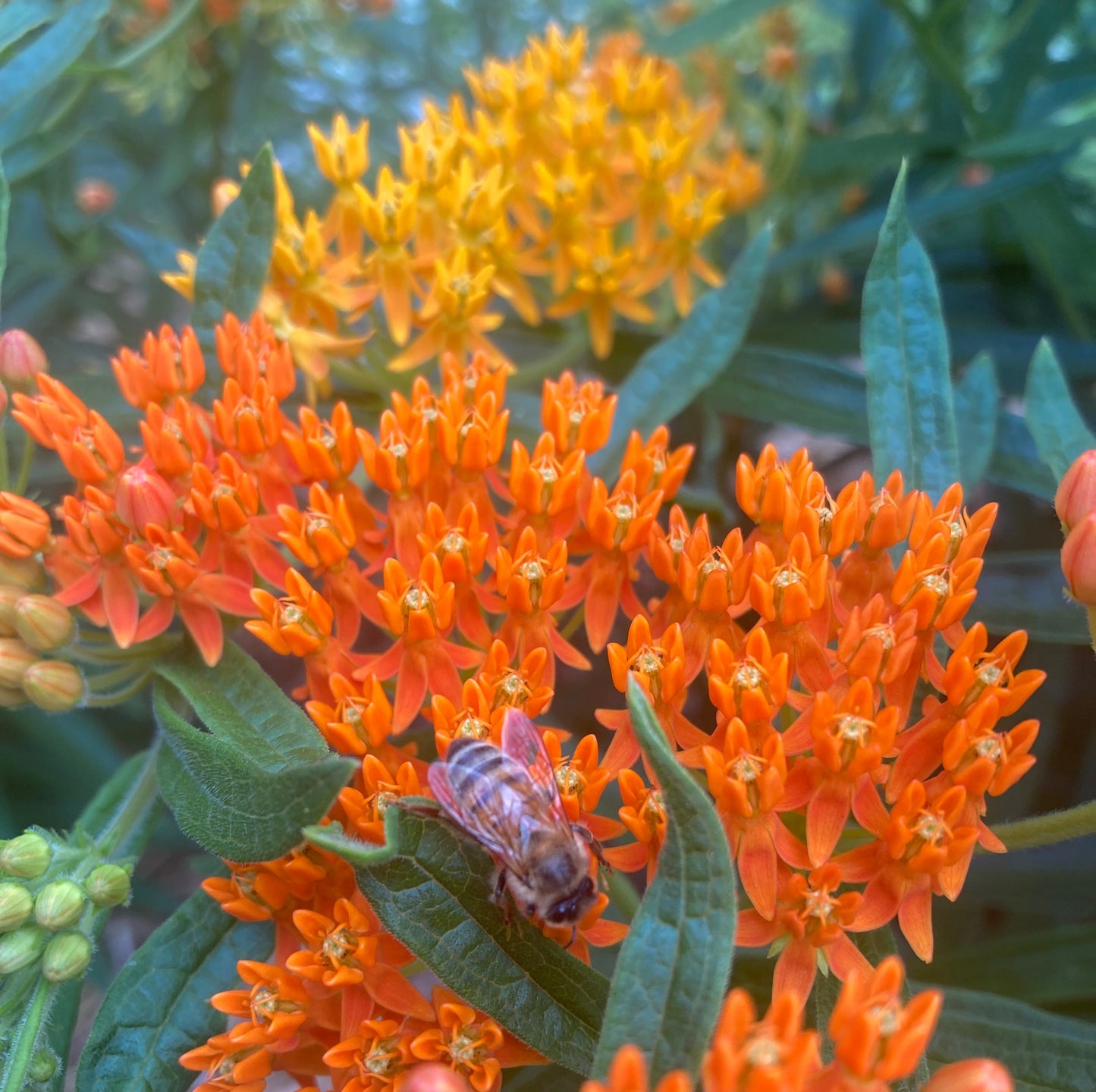 *Pollinator Garden Collection* ("Love Thy Pollineighbor")