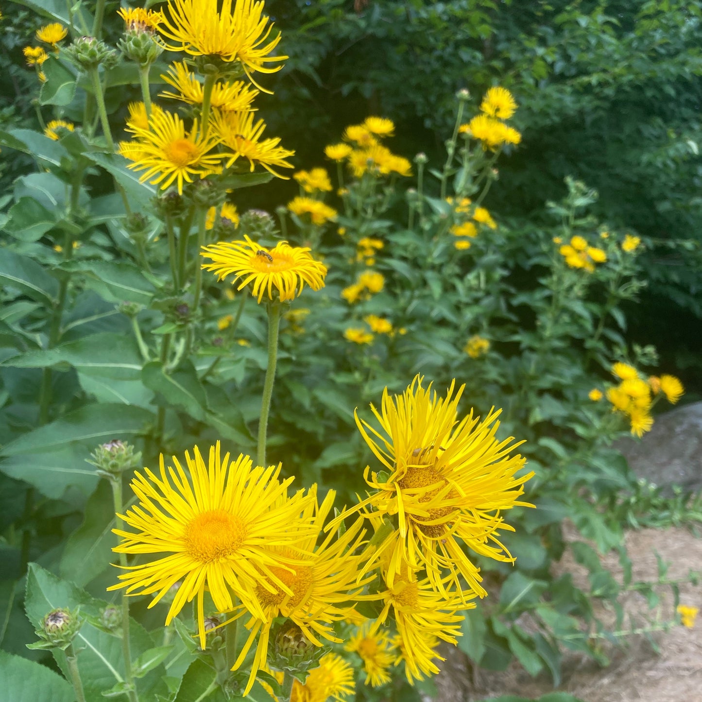 *Medicine Garden Collection* ("Be Well Stocked")