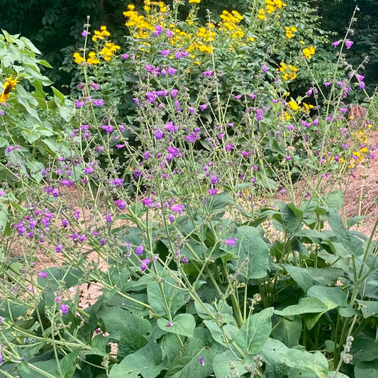 Sage, Dan-shen Gansu (Salvia przewalskii)