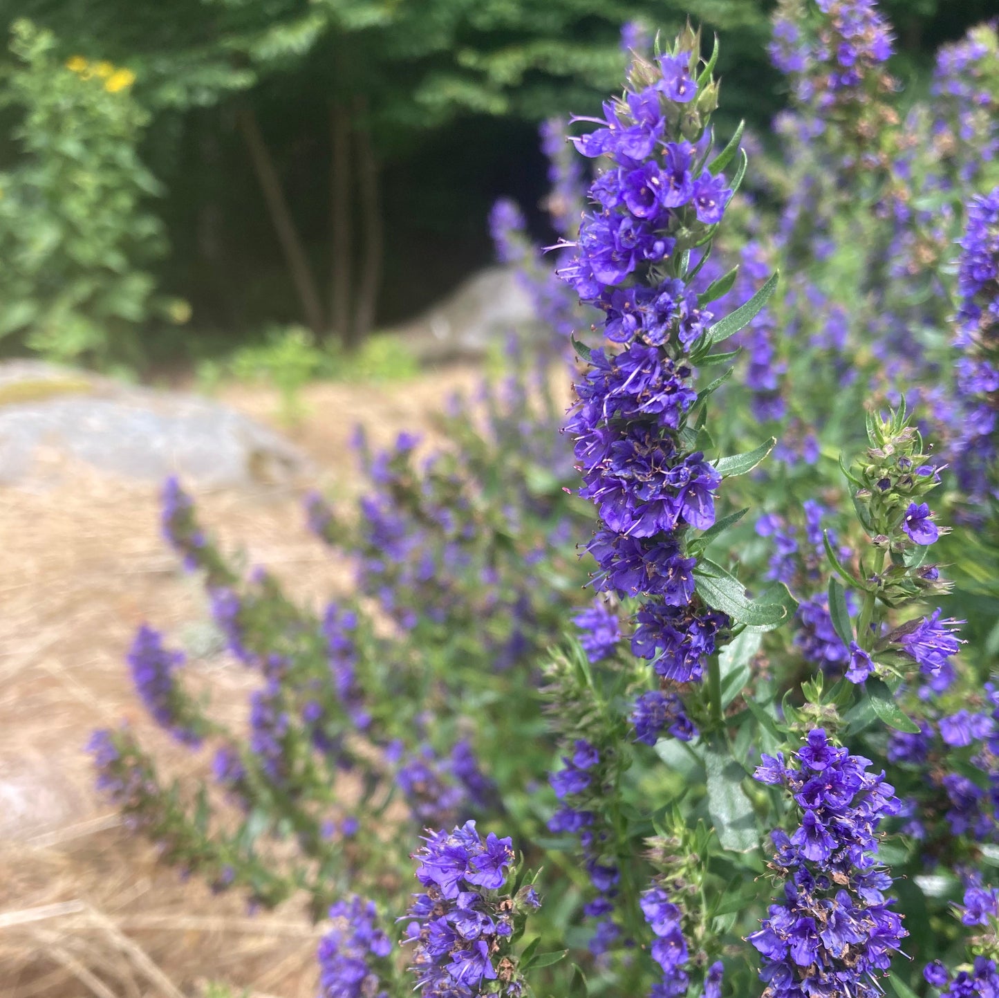 *Pollinator Garden Collection* ("Love Thy Pollineighbor")