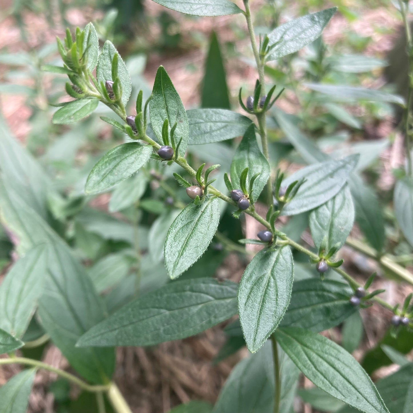 Gromwell, Redroot aka. Zi Cao (Lithospermum erythrorhizon)