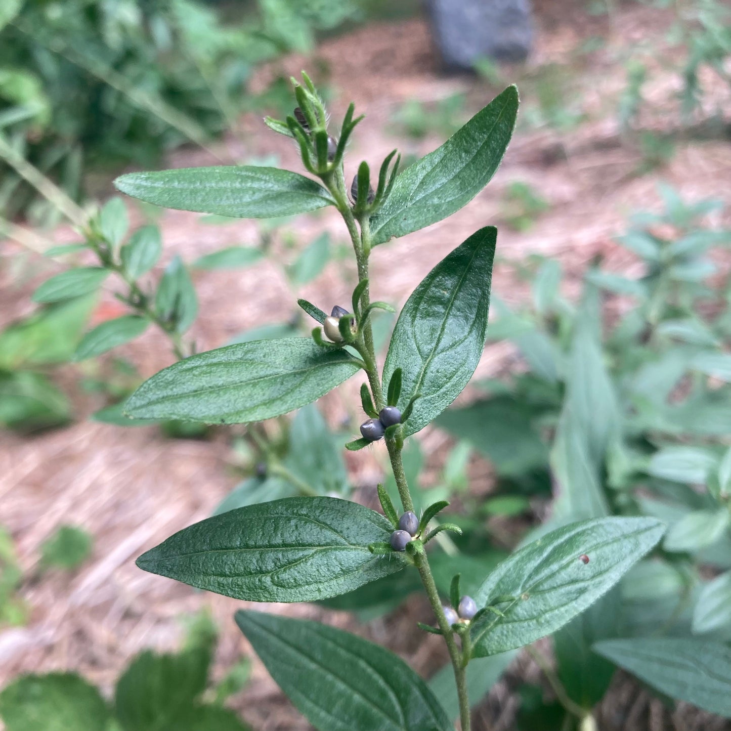 Gromwell, Redroot aka. Zi Cao (Lithospermum erythrorhizon)