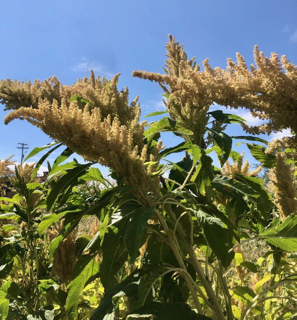 Huatl Amaranth