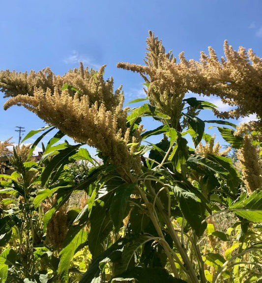 Huatl Amaranth