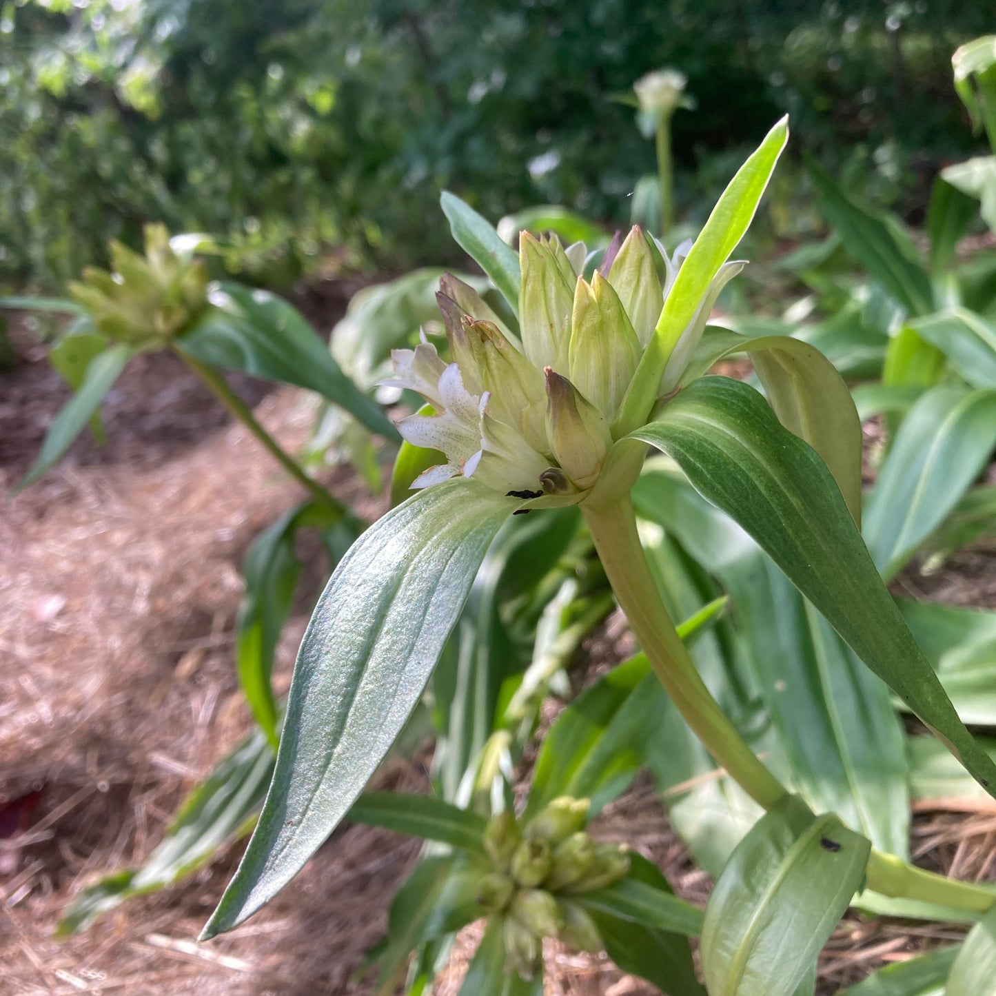 Gentian, Tibetan (Gentiana tibetica)