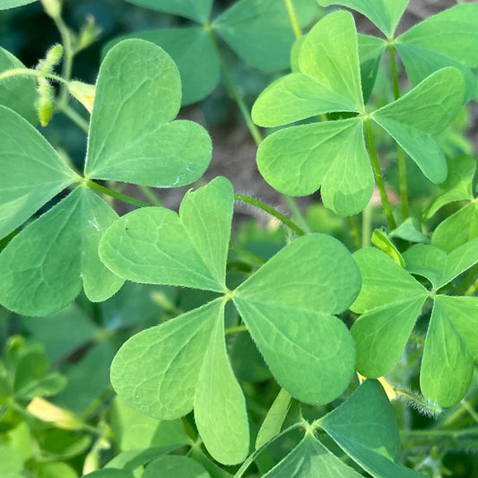 Wood Sorrel, Common Yellow (Oxalis stricta)