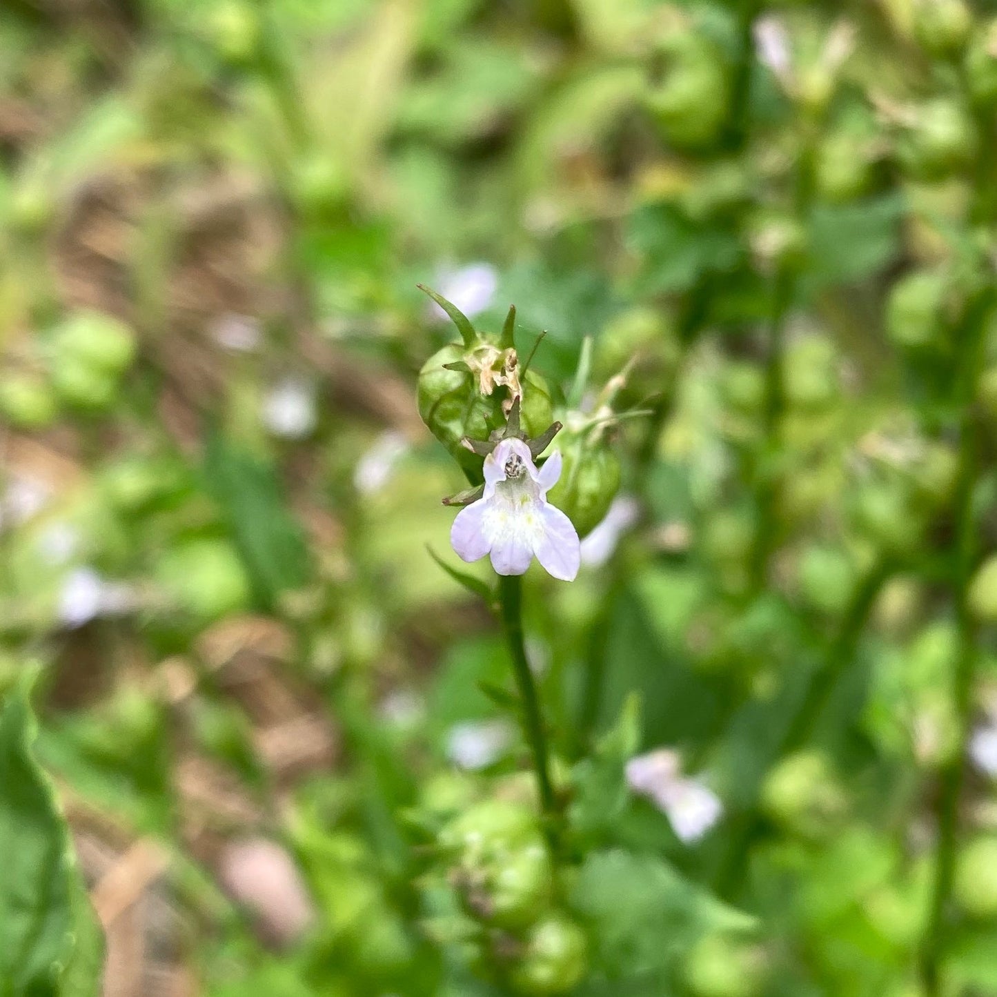 Lobelia, Official (Lobelia inflata)