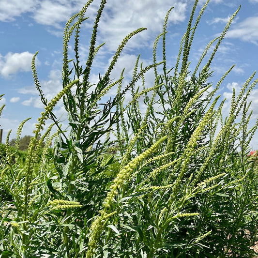 Weld (Dyer's Rocket)