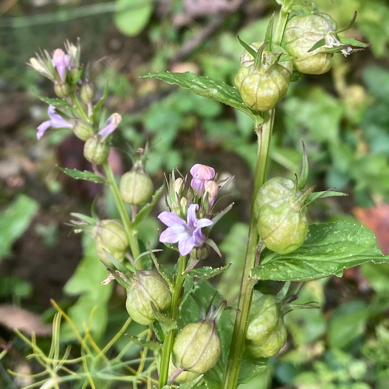 Lobelia, Official (Lobelia inflata)