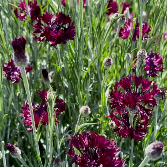 Purple Bachelor's Button