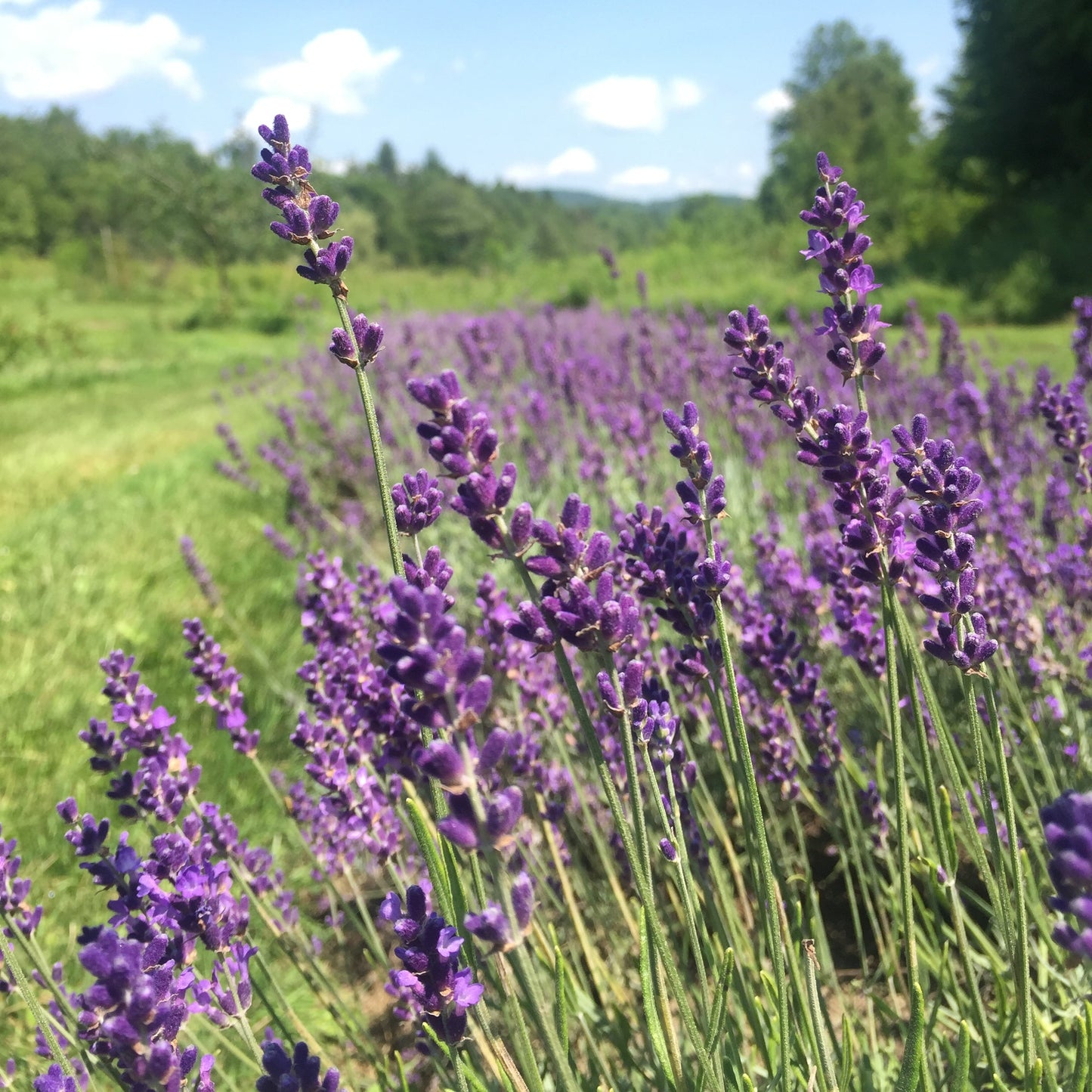 Lavender, English (Lavandula angustifolia)