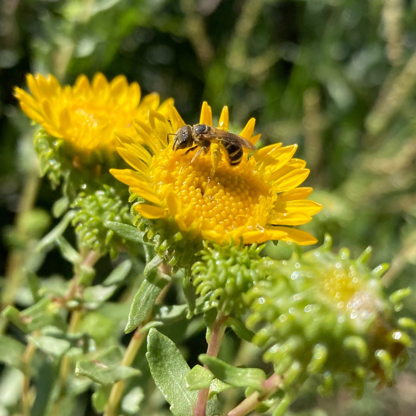 Gumweed aka. Grindelia (Grindelia squarrosa)