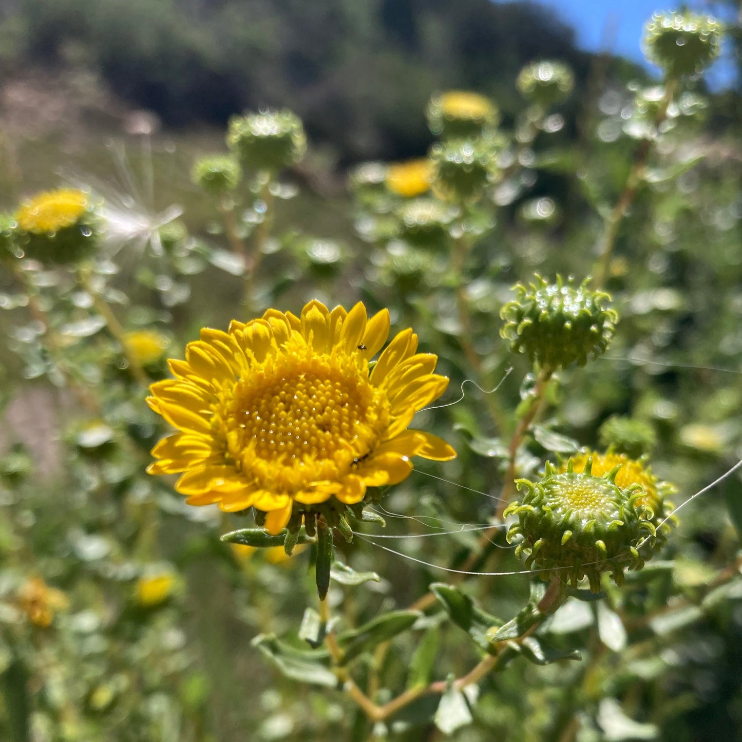 Gumweed aka. Grindelia (Grindelia squarrosa)