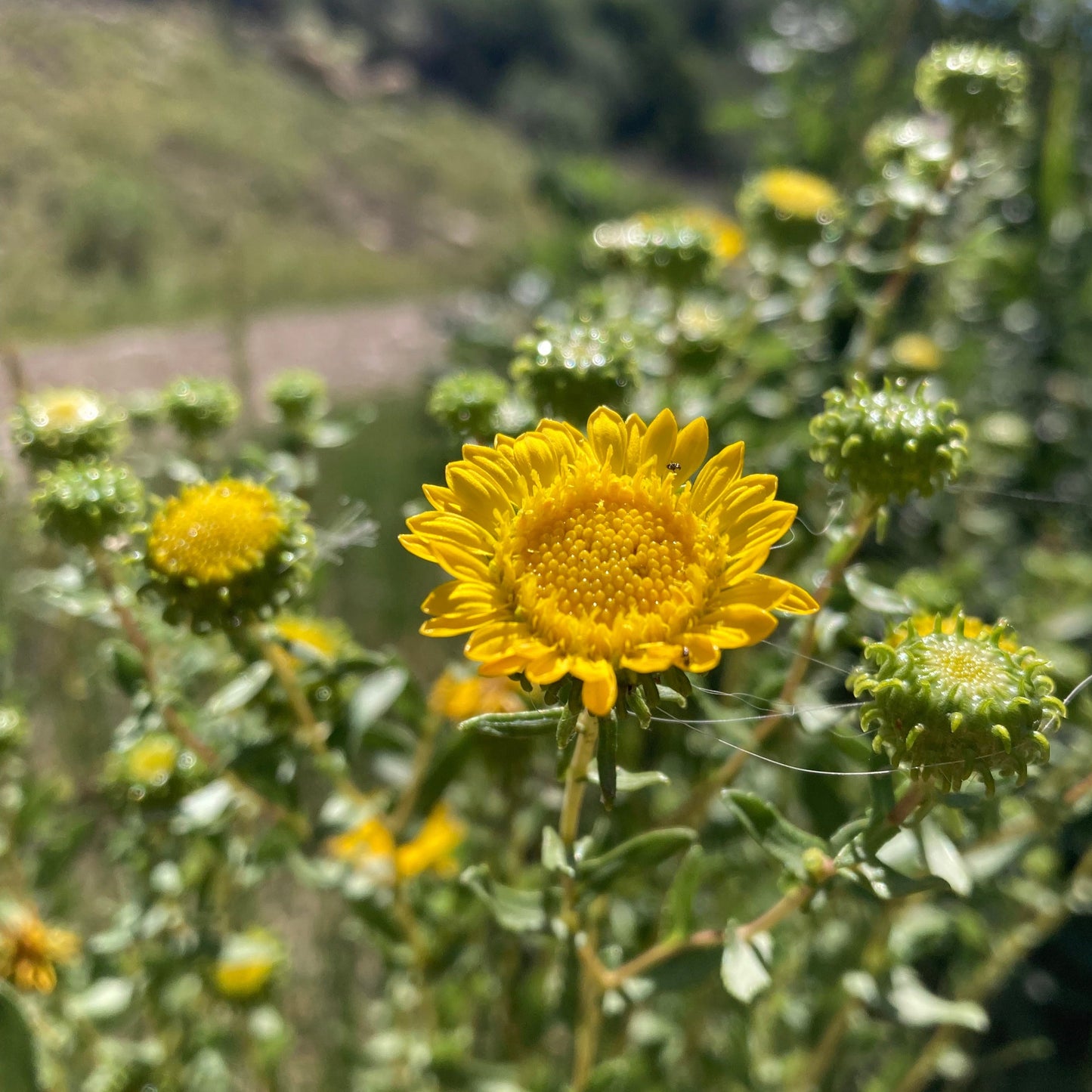 Gumweed aka. Grindelia (Grindelia squarrosa)