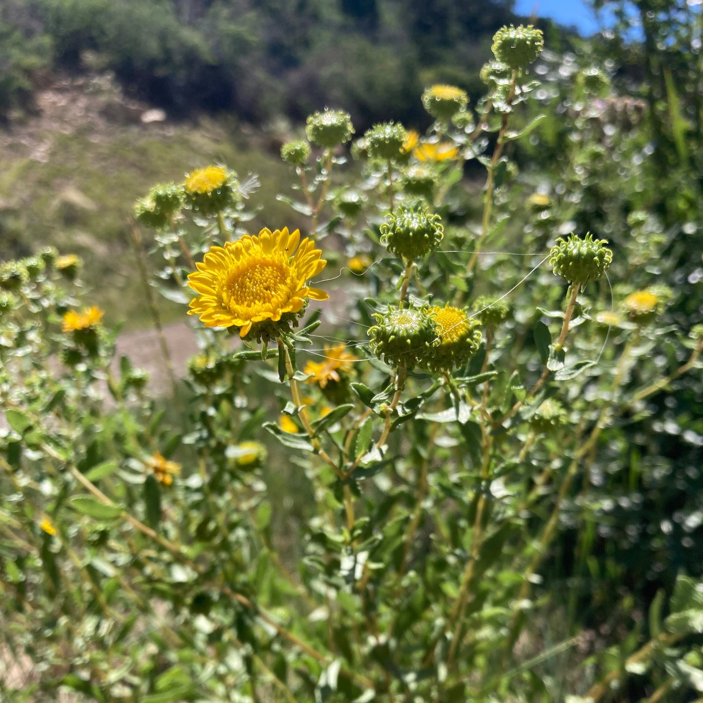 Gumweed aka. Grindelia (Grindelia squarrosa)