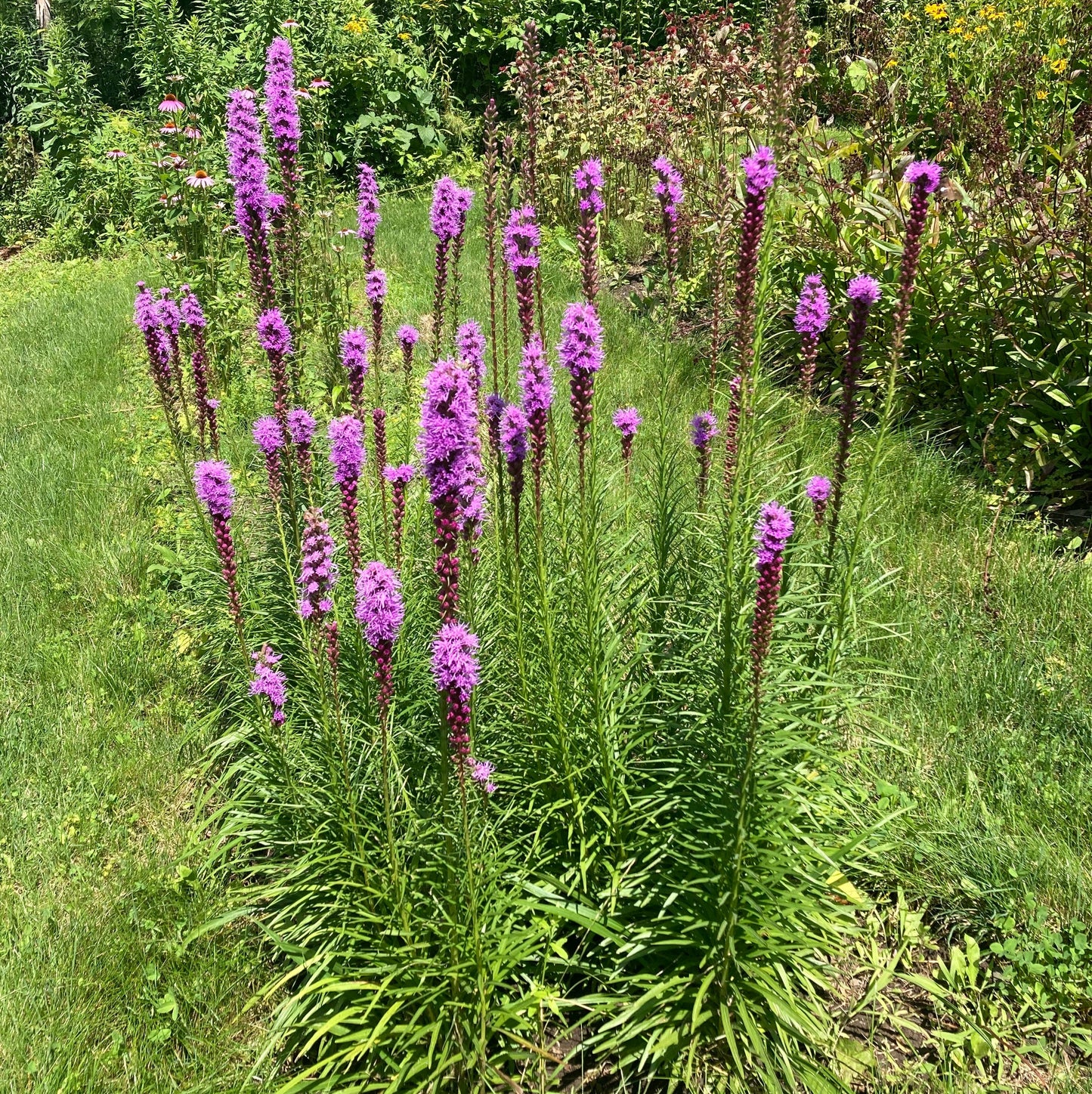 *Pollinator Garden Collection* ("Love Thy Pollineighbor")