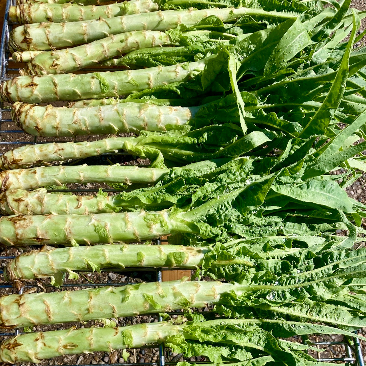 Summer 38 Celtuce (Chinese Stem Lettuce)