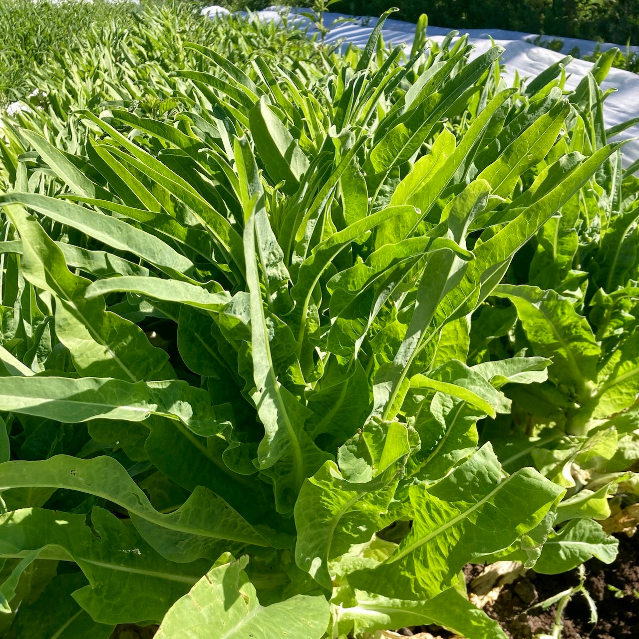 Summer 38 Celtuce (Chinese Stem Lettuce)