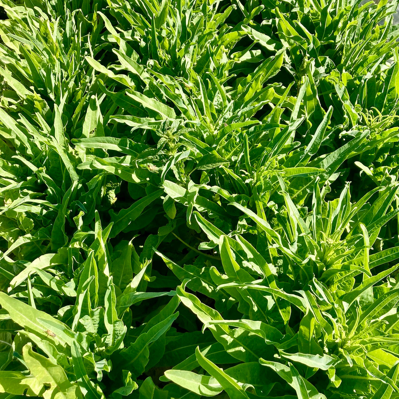 Summer 38 Celtuce (Chinese Stem Lettuce)