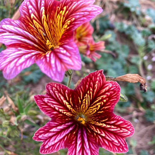 Painted Tongue (Salpiglossis)