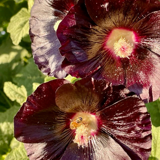 Jet Black Hollyhock