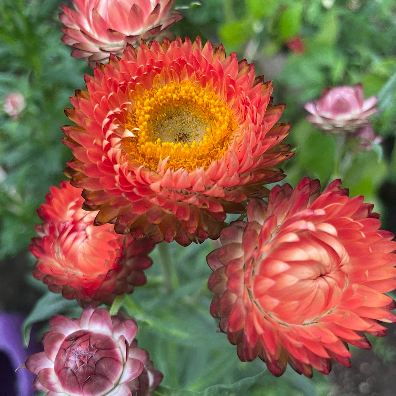 Strawflower, Apricot/Peach Mix