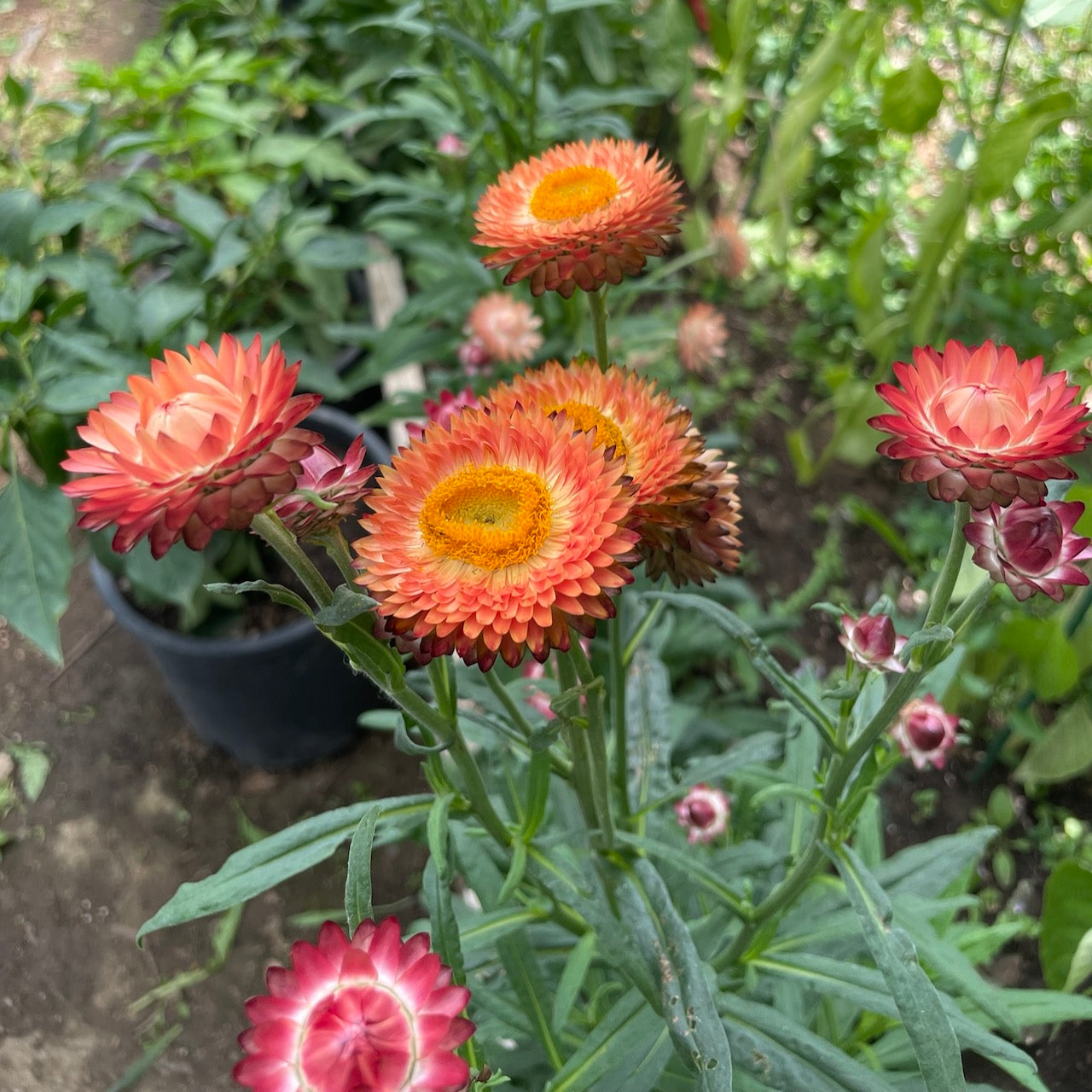 Strawflower, Apricot/Peach Mix