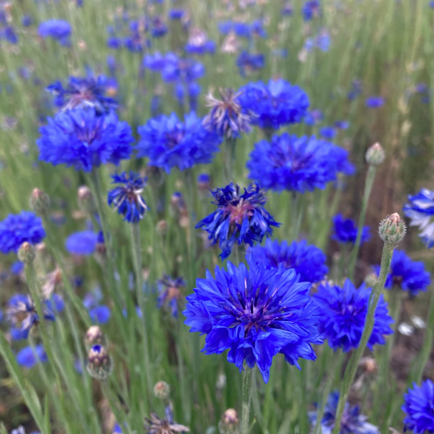 Cornflower, Blue (Centaurea cyanus)