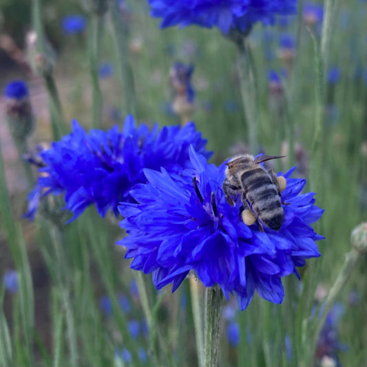 Cornflower, Blue (Centaurea cyanus)