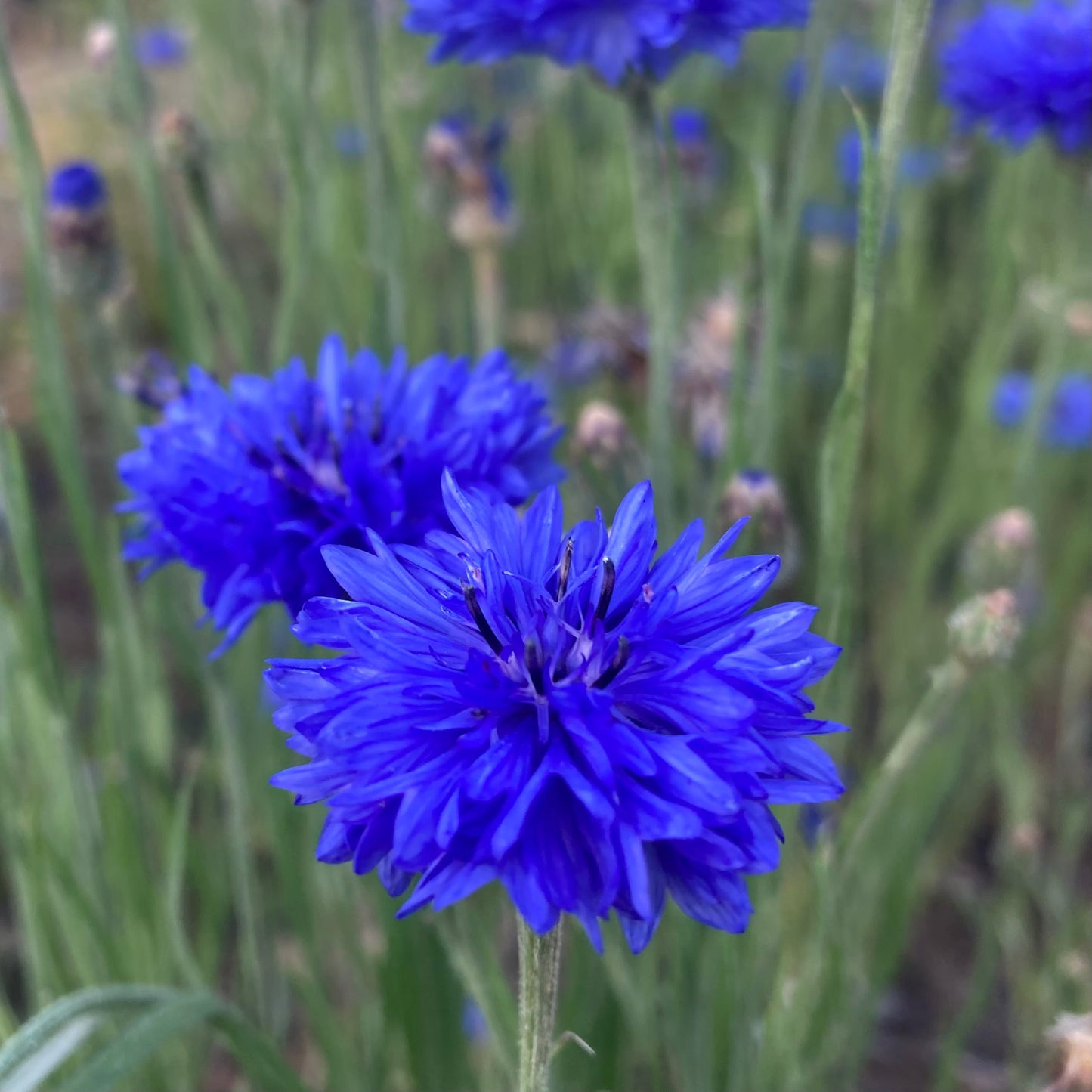 Cornflower, Blue (Centaurea cyanus)