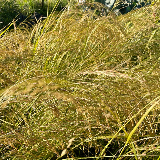Ivory Teff