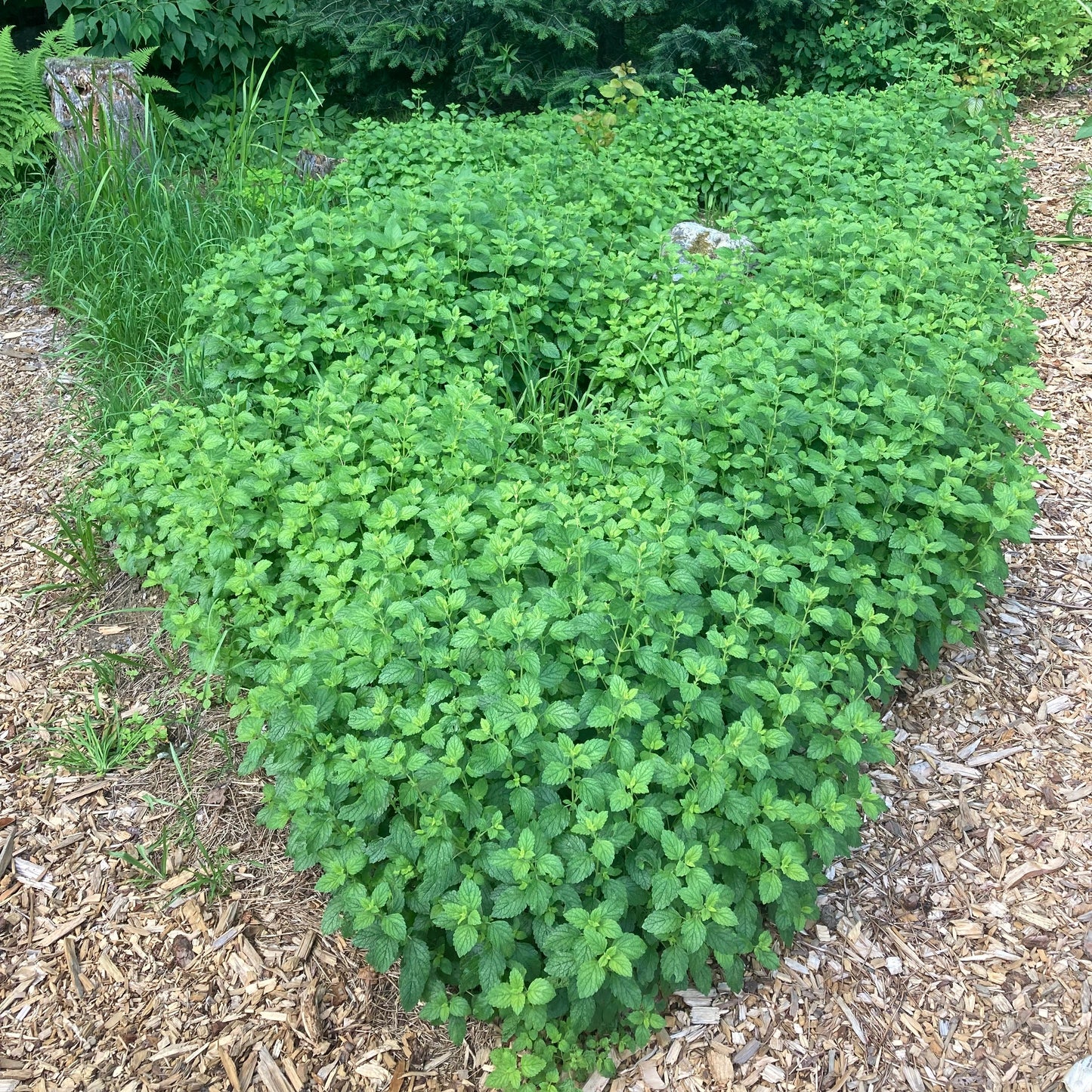 Lemon Balm (Melissa officinalis)