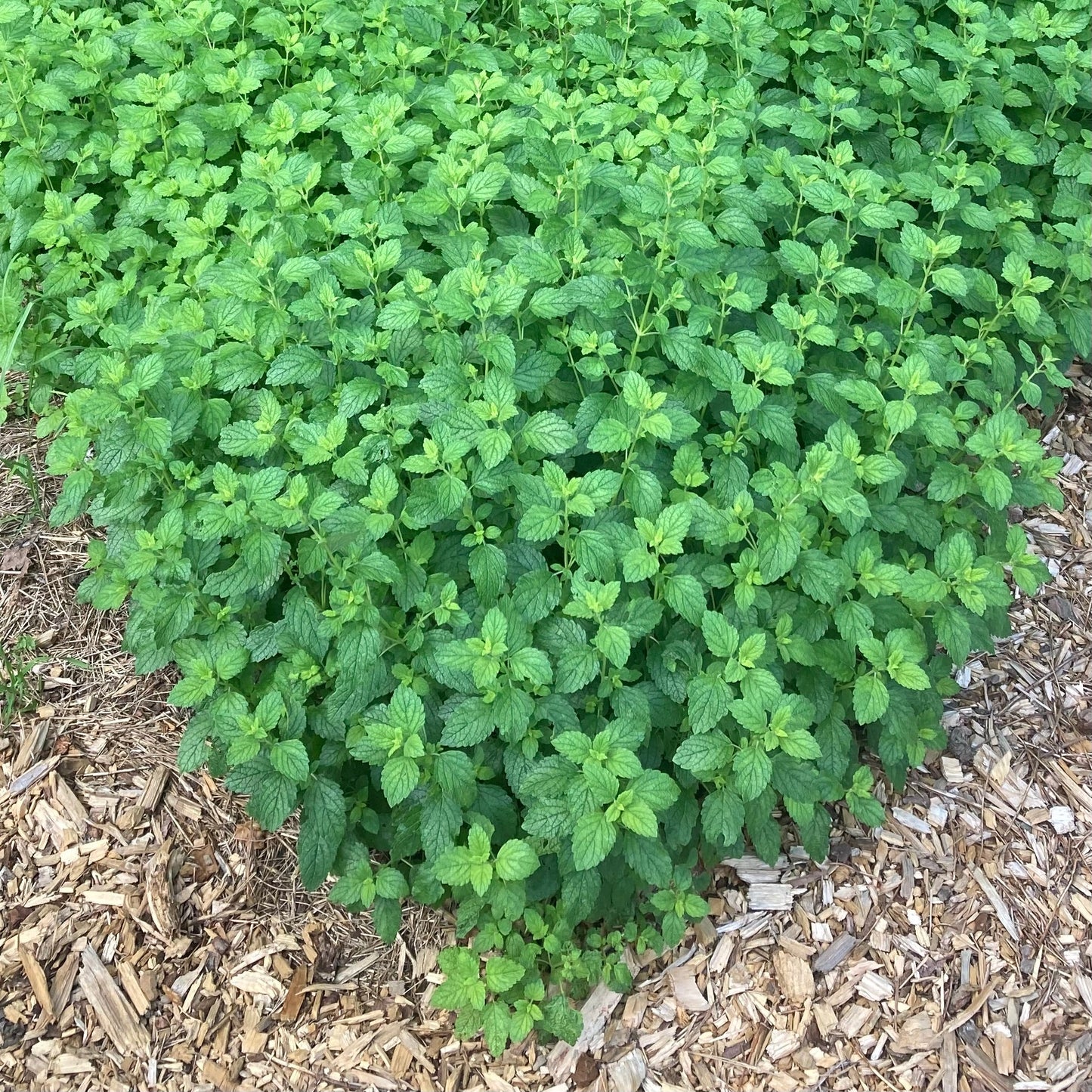 Lemon Balm (Melissa officinalis)