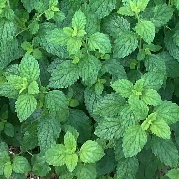 Lemon Balm (Melissa officinalis)